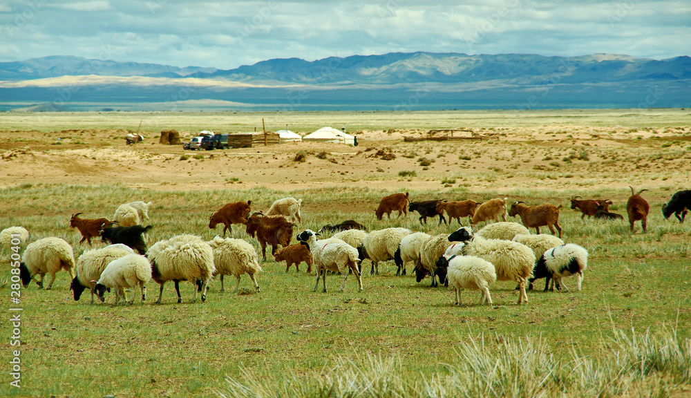 Fototapeta premium Mongolian pastures in the area Zavkhan Rive