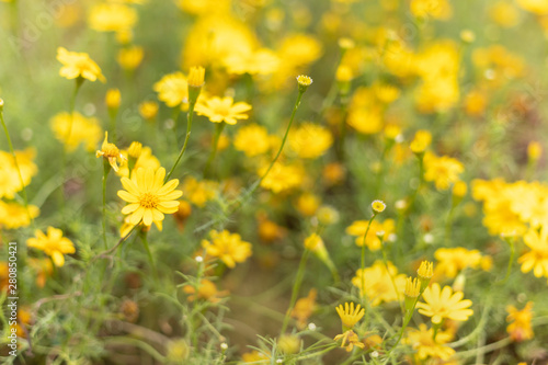 Beautuful yellow daisy flower field background pattern bloom.
