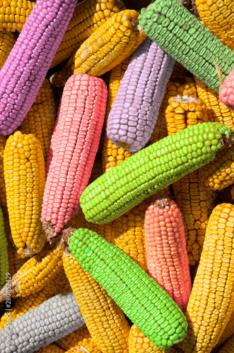 Colored corn cobs