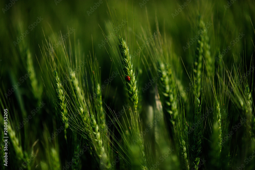 green wheat field and ladybug on it on a sunny day green wheat field and ladybug on it on a sunny day