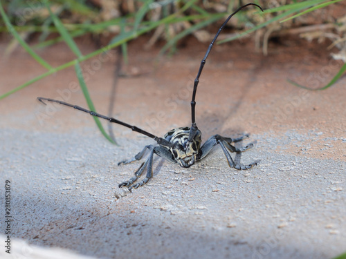 Wallpaper Mural Close up of a cottonwood borer beetle on the side of a concrete building outside on a sunny day  Torontodigital.ca