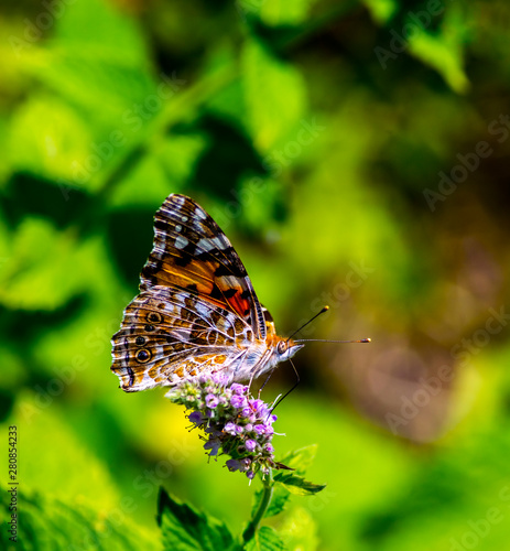 Tortoiseshell (Aglais urticae) is a colorful butterfly belonging to the family Nymphalidae