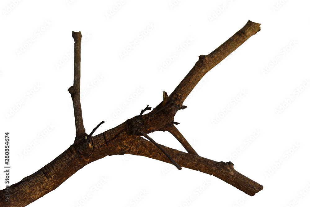 tree isolated on white background tree isolated on white background