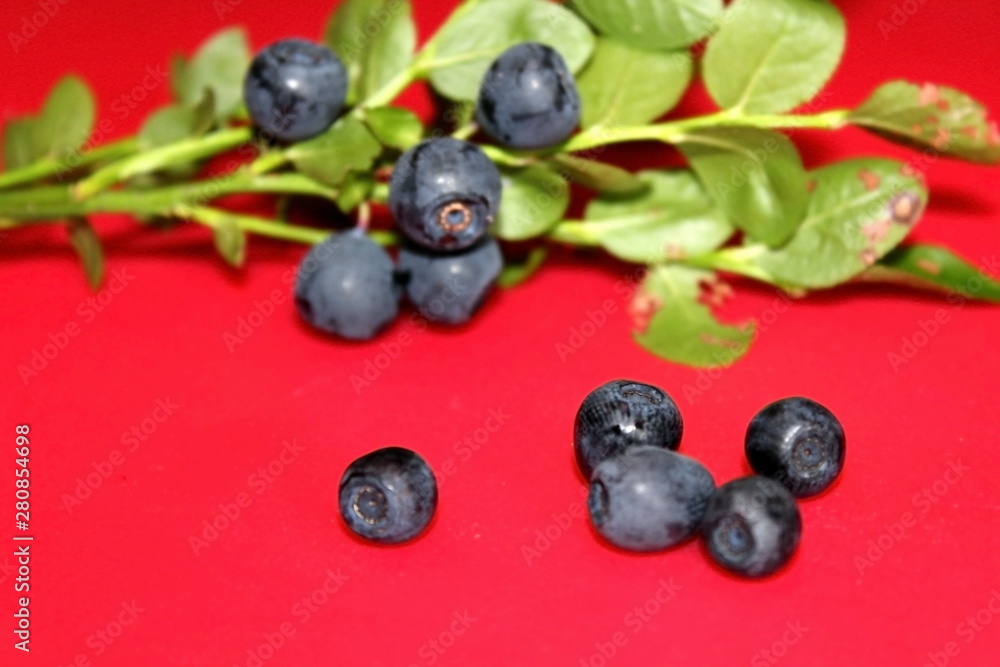 Blueberry bush, with fruits . Foods found in the forest. Blueberry bush, with fruits . Foods found in the forest.