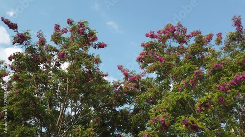 full-bloomed cherry blossom over blue sky background 