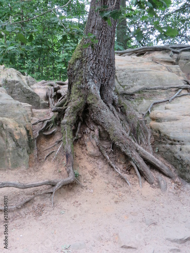 roots of an old tree