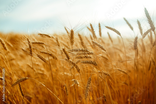 agriculture  barley  agricultural  autumn  background  beautiful  beauty  bread  business  cereal  closeup  concept  corn  countryside  cultivate  ear  ears  empty  environment  fall  farm  farmland  