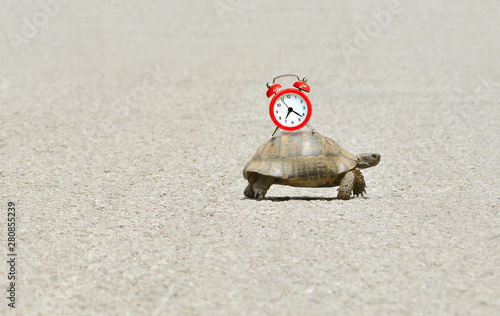 Slowness and sluggishness in business concept with turtle holding alarm clock on a shell and slowly crawling over asphalt road photo