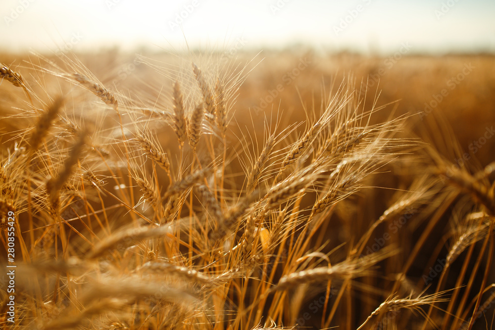 Fototapeta premium agriculture, barley, agricultural, autumn, background, beautiful, beauty, bread, business, cereal, closeup, concept, corn, countryside, cultivate, ear, ears, empty, environment, fall, farm, farmland, 
