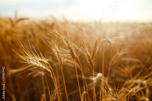 agriculture  barley  agricultural  autumn  background  beautiful  beauty  bread  business  cereal  closeup  concept  corn  countryside  cultivate  ear  ears  empty  environment  fall  farm  farmland  