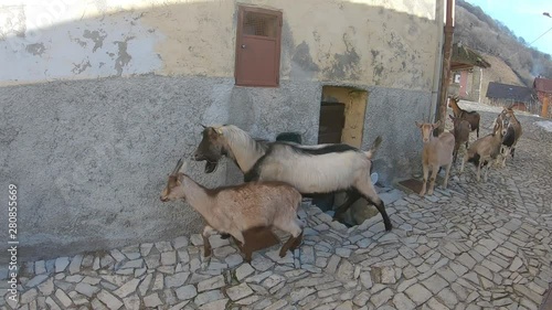 Goats In A Small Village photo