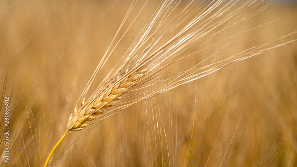 Close up of wheat ears - shallow depth of field Close up of wheat ears - shallow depth of field