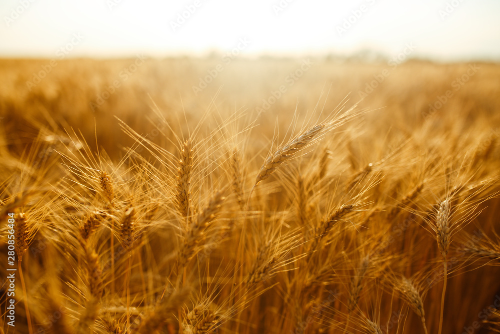 agriculture, barley, agricultural, autumn, background, beautiful, beauty, bread, business, cereal, closeup, concept, corn, countryside, cultivate, ear, ears, empty, environment, fall, farm, farmland, agriculture, barley, agricultural, autumn, background, beautiful, beauty, bread, business, cereal, closeup, concept, corn, countryside, cultivate, ear, ears, empty, environment, fall, farm, farmland,