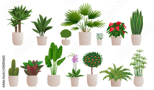 Set of decorative houseplants to decorate the interior of a house or apartment. Collection of various plants in pots