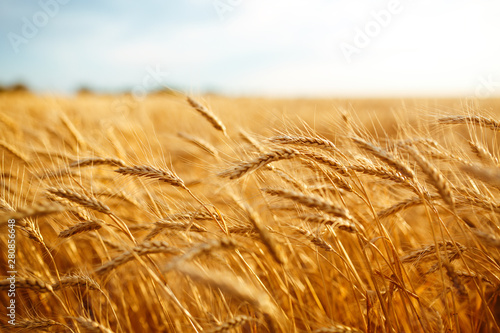 agriculture, barley, agricultural, autumn, background, beautiful, beauty, bread, business, cereal, closeup, concept, corn, countryside, cultivate, ear, ears, empty, environment, fall, farm, farmland,  photo