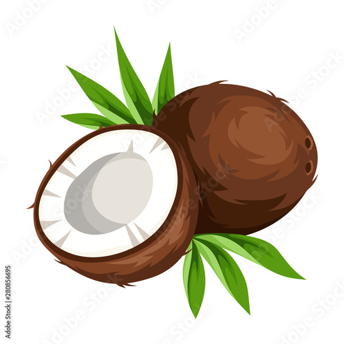 Vector coconut isolated on a white background.