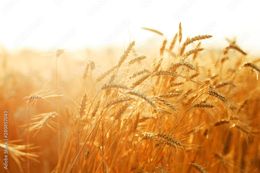 Fototapeta premium agriculture, barley, agricultural, autumn, background, beautiful, beauty, bread, business, cereal, closeup, concept, corn, countryside, cultivate, ear, ears, empty, environment, fall, farm, farmland, 