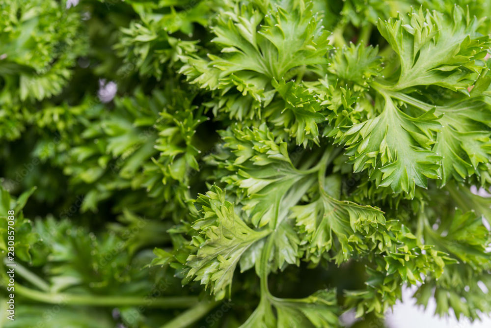 fresh raw parsley leaves macro fresh raw parsley leaves macro