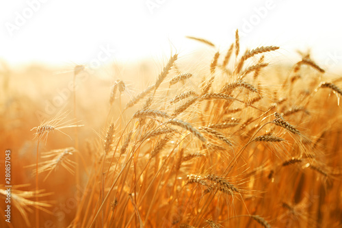 agriculture, barley, agricultural, autumn, background, beautiful, beauty, bread, business, cereal, closeup, concept, corn, countryside, cultivate, ear, ears, empty, environment, fall, farm, farmland, 