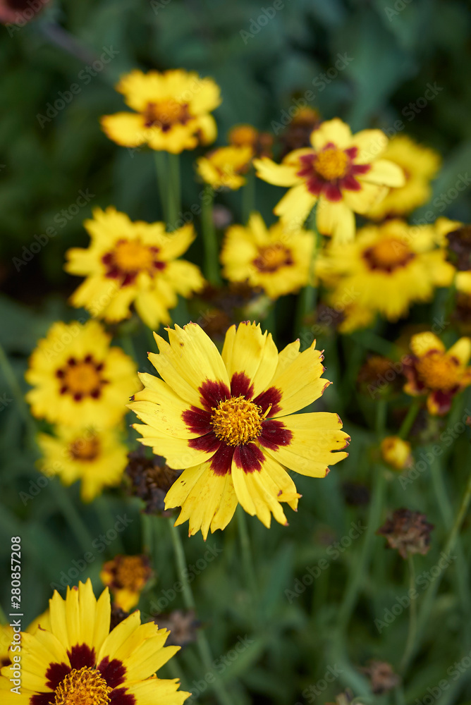 Coreopsis grandiflora Coreopsis grandiflora