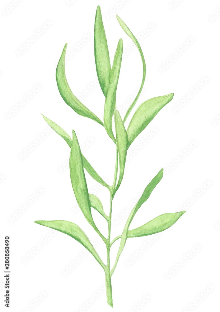Fototapeta premium green olive twig with leaves, hand-drawn watercolor painting