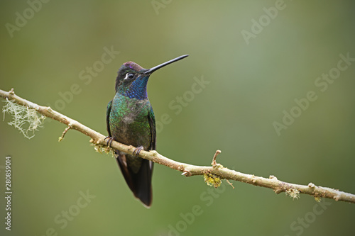 Rivoli's hummingbird sitting on branch