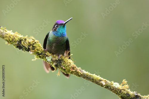 Rivoli's hummingbird sitting on moss branch