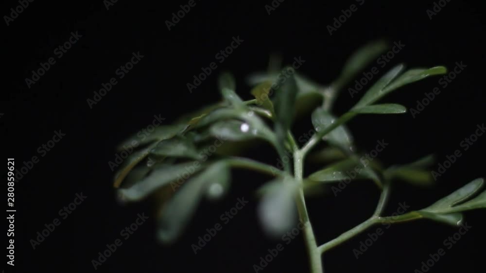 Close-Up Of Rotating Ruta Graveolens, Common Rue On Black
Background. Close-Up Of Rotating Ruta Graveolens, Common Rue On Black
Background.
