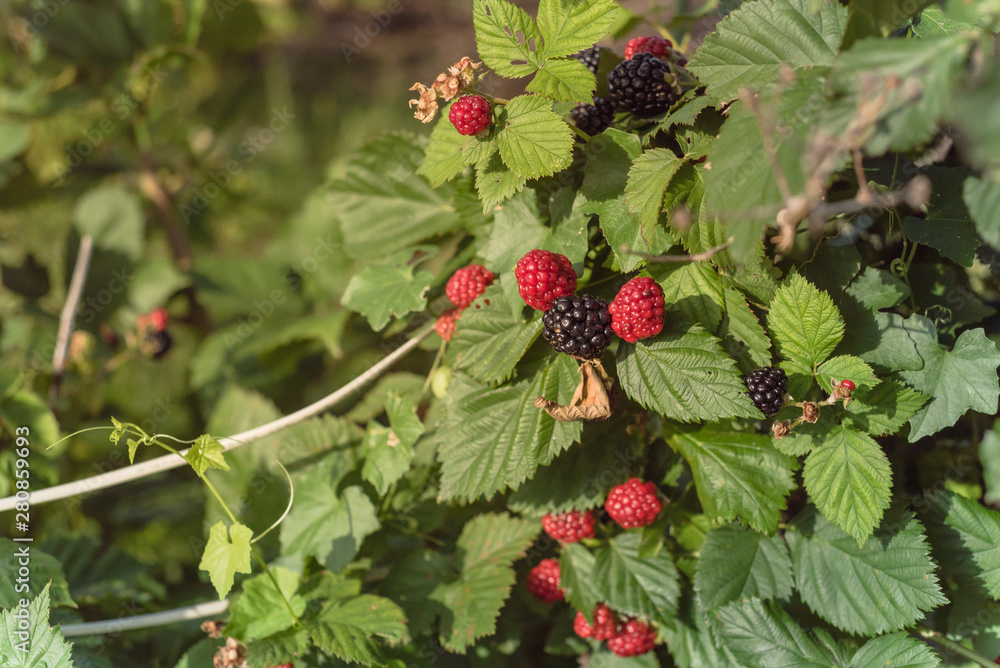 Group of organic ripe and unripe blackberries growing on tree in Texas, America Group of organic ripe and unripe blackberries growing on tree in Texas, America