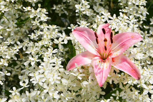 Delicate and beautiful pink Lily in white small flowers in the summer garden 