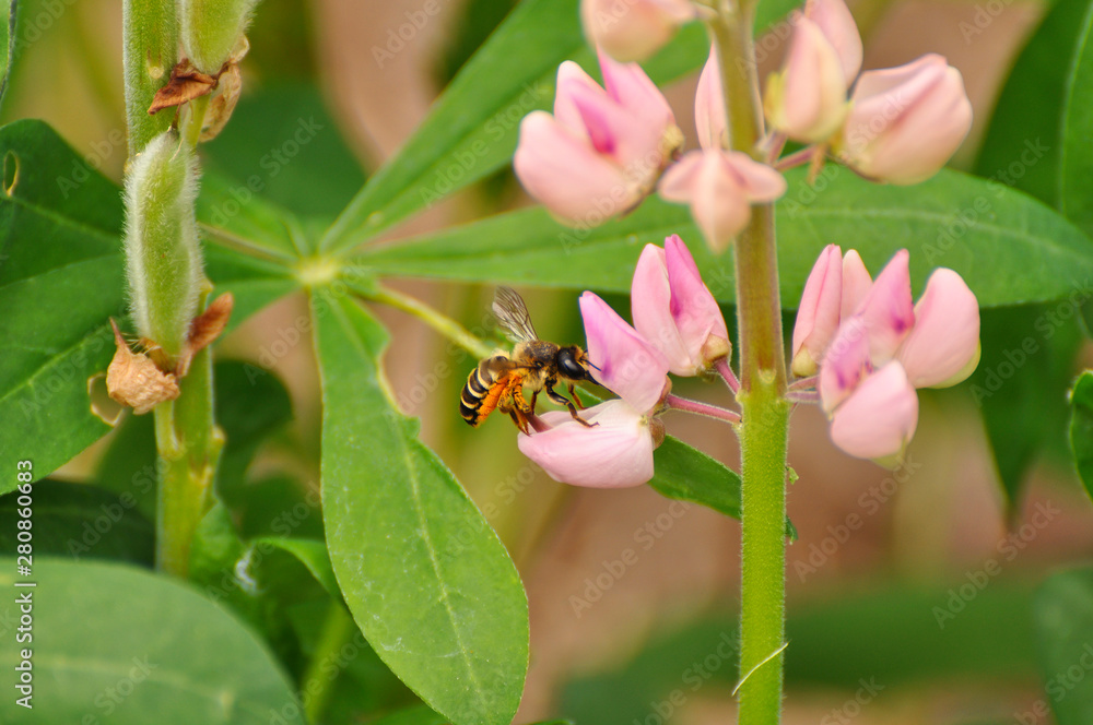 Fototapeta premium Wasp on a flower of lupine. Summer, insects, nature, animals