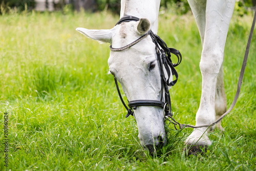 Portrait of a white horse eating grass, close-up.