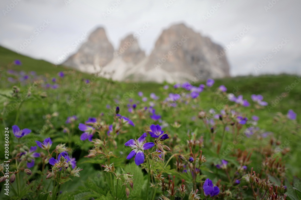 Alpenblume in Dolomiten
