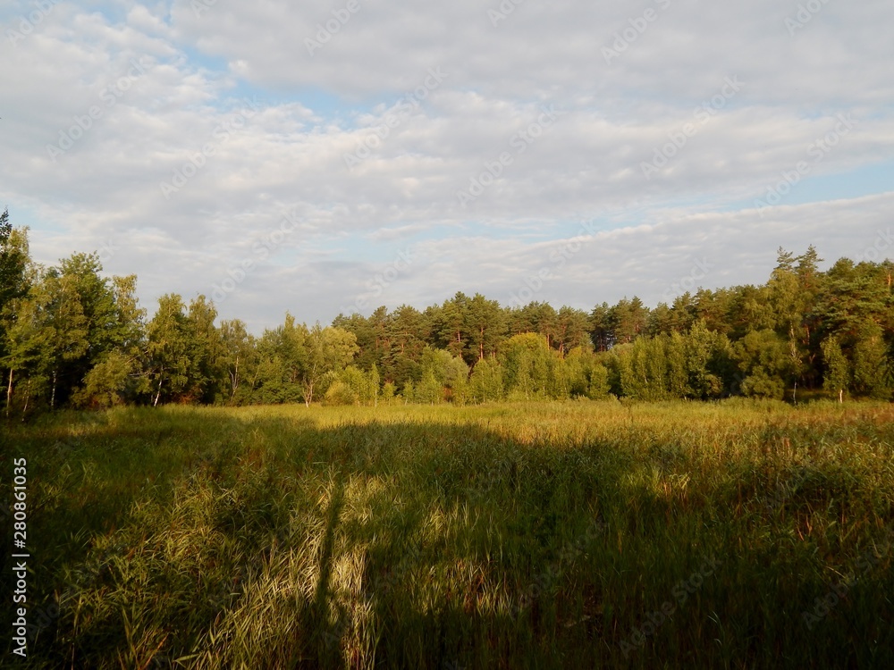 panoramic view of a pine forest panoramic view of a pine forest