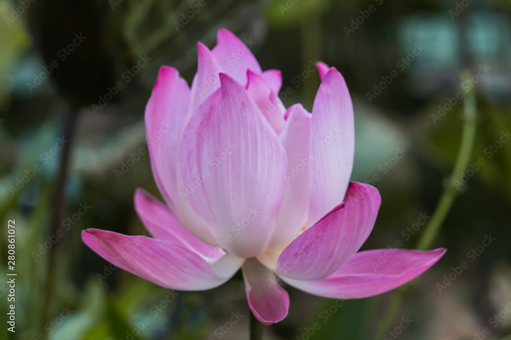 Blooming Lotus flower or Water Lily sunset time. Blooming Lotus flower or Water Lily sunset time.