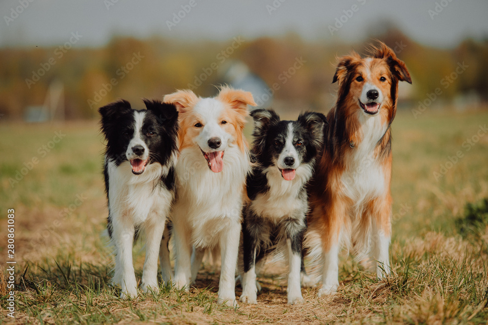 group of happy dogs border collies on the grass in summer group of happy dogs border collies on the grass in summer