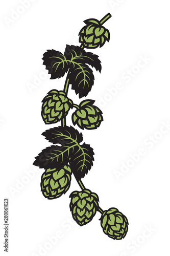 Branch of hops with leaves and cones. Design elements for brewery, beer festival, bar, pub decoration. Hand drawn vector illustration on white backgraund.