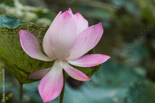 Blooming Lotus flower or Water Lily sunset time.