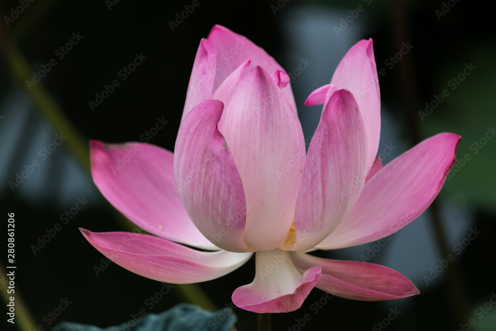 Blooming Lotus Flower or Water Lily with sunset time. Blooming Lotus Flower or Water Lily with sunset time.