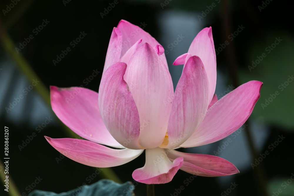 Blooming Lotus Flower or Water Lily with sunset time. Blooming Lotus Flower or Water Lily with sunset time.