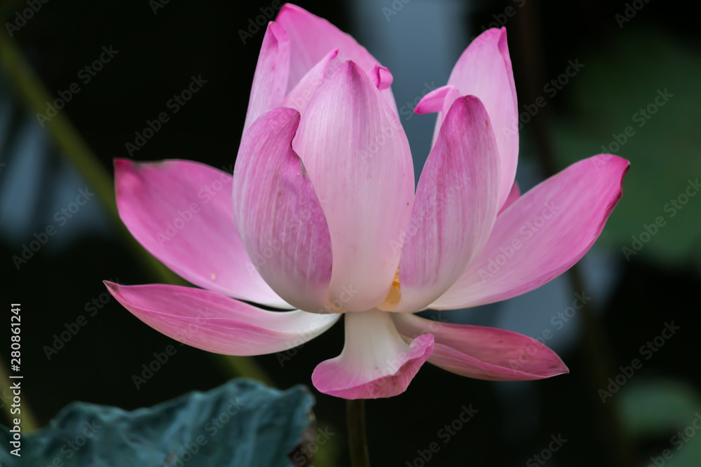 Blooming Lotus Flower or Water Lily with sunset time. Blooming Lotus Flower or Water Lily with sunset time.