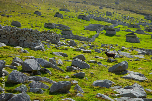 Cabra Soay. Pueblo de St. Kilda. Village Bay. Isla St. Kilda. Outer Hebrides. Scotland, UK photo