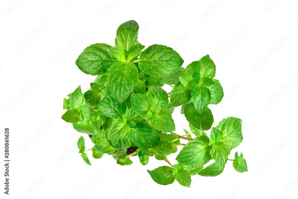 Fresh mint in a pot isolated on white background. Fresh mint in a pot isolated on white background.