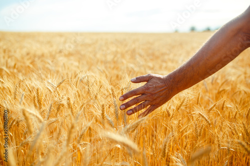 A Field Of Wheat Touched By The Hand Of Spikes In The Sunset Light. Wheat Sprouts In A Farmer s Hand.Farmer Walking Through Field Checking Wheat Crop.