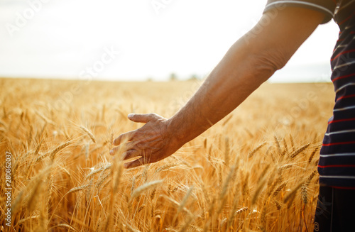 A Field Of Wheat Touched By The Hand Of Spikes In The Sunset Light. Wheat Sprouts In A Farmer s Hand.Farmer Walking Through Field Checking Wheat Crop.