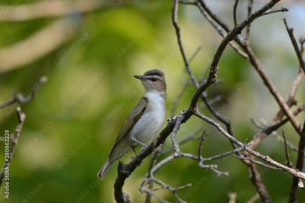 Red Eyed Vireo Red Eyed Vireo