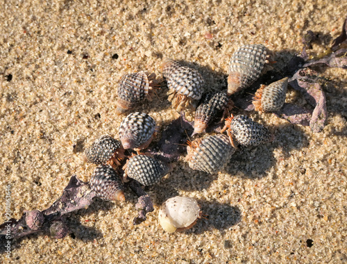 hermit crabs feeding on a beach  Vansittart Bay