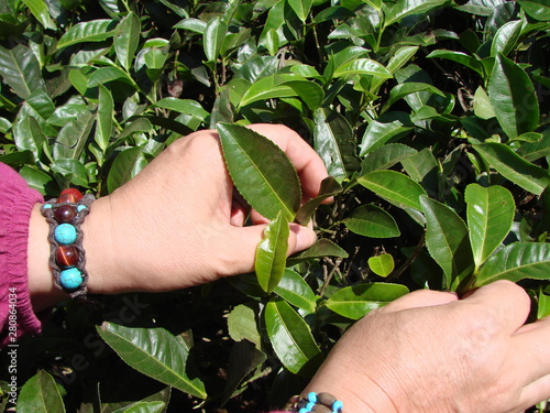 Picking tea leaves on Indian plantations. Summer.