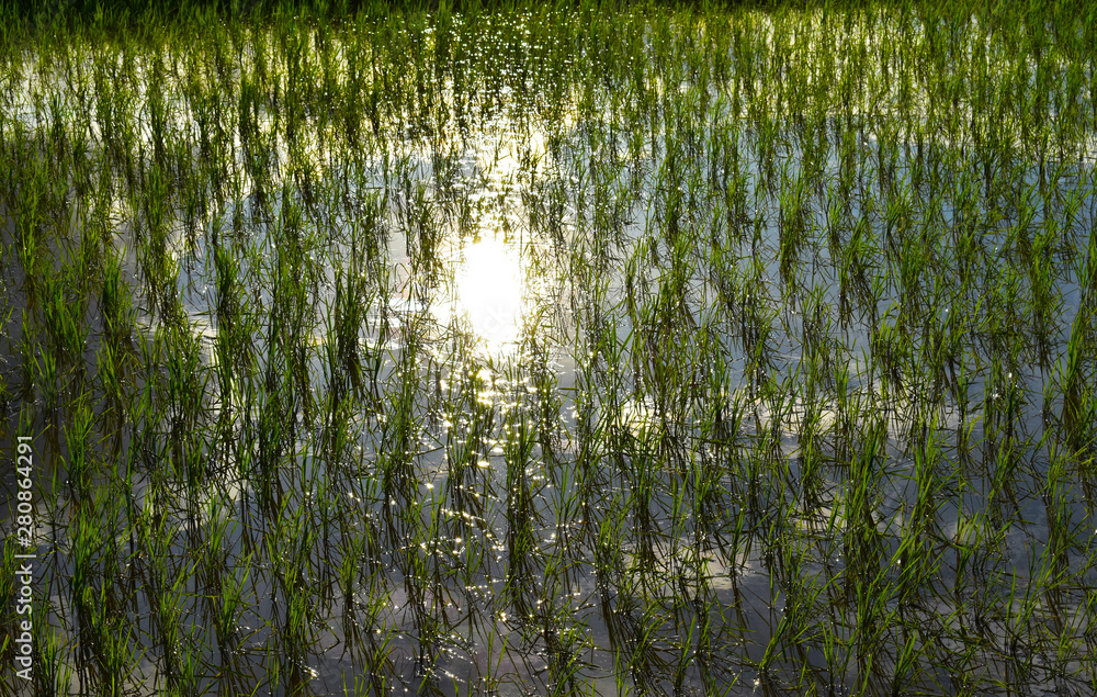 Rice plantation in the field Rice plantation in the field