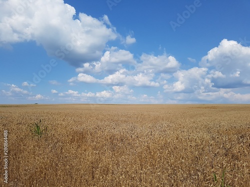 Wheat field summer background